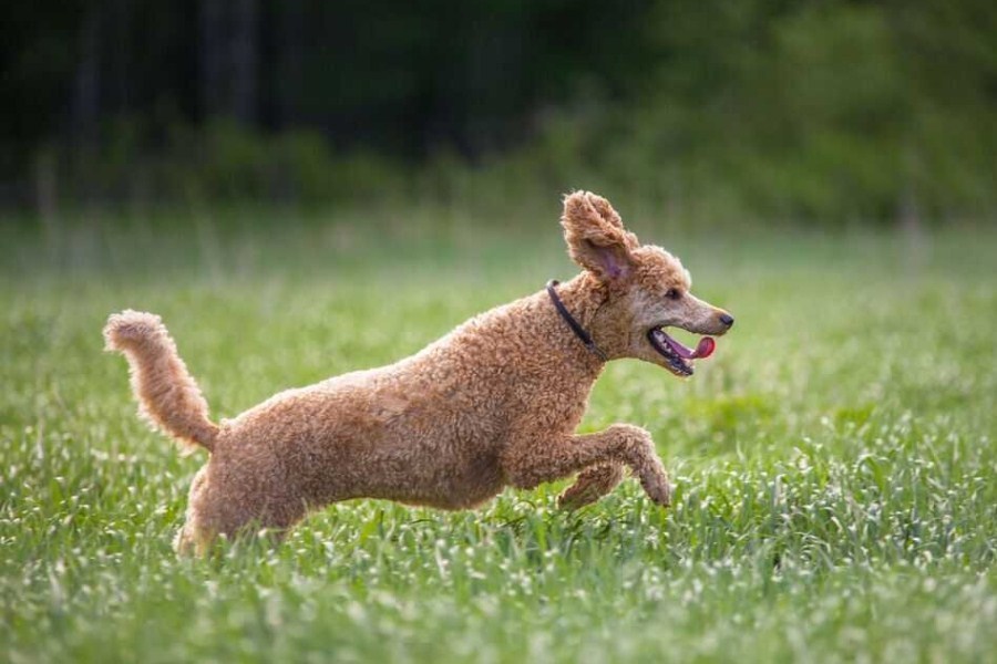 Kutyafajták futáshoz - Uszkár