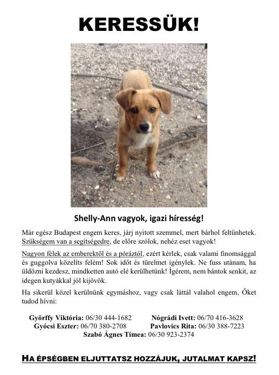 Shally-Ann, a kóborló kiskutya Shally-Ann, a kóborló kiskutya