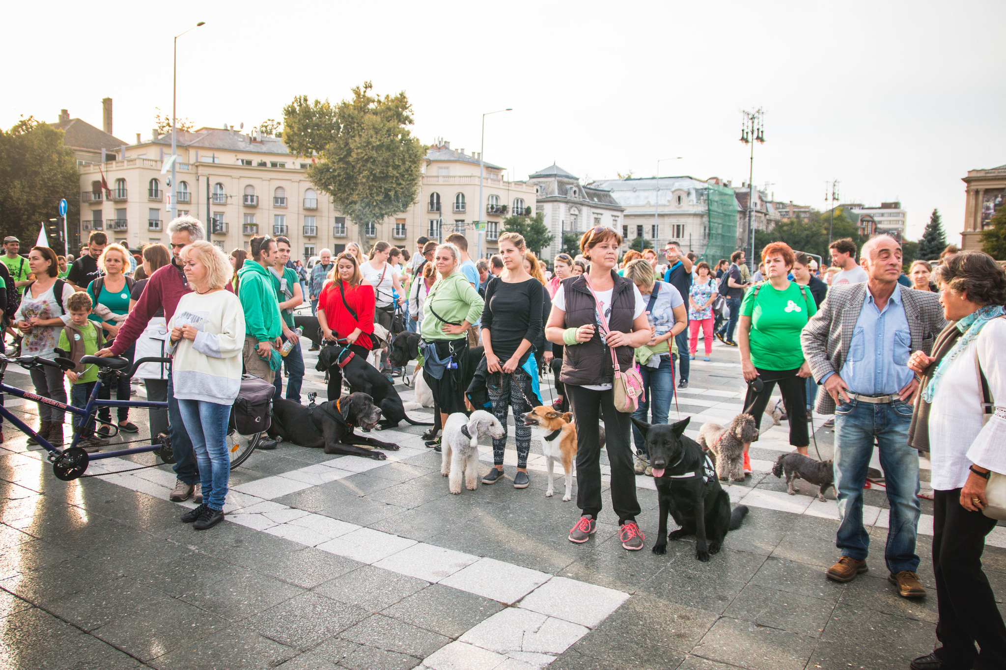 Mindenféle méretű és fajtájú kutyával járnak a gazdik a városligetbe sétálni, mozogni Mindenféle méretű és fajtájú kutyával járnak a gazdik a városligetbe sétálni, mozogni