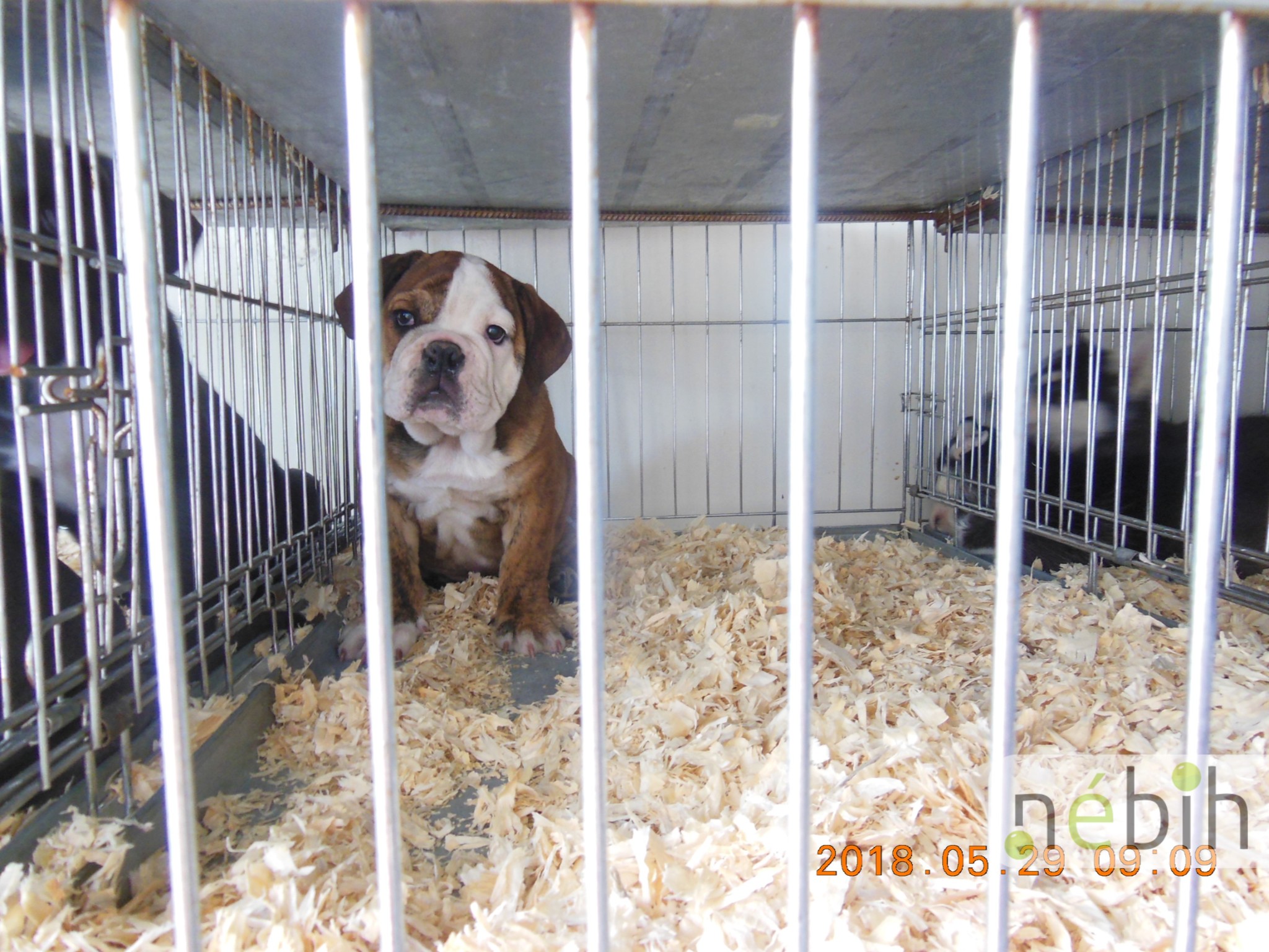 A kutyákat megfelelő körülmények közt szállították, de papírjaik nem voltak