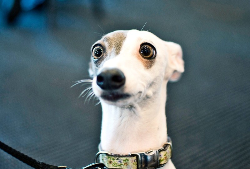 Meglepett arckifejezés kutyáknál