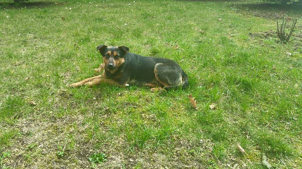 Bizalmatlan, de kedves eb a Campus Kutya