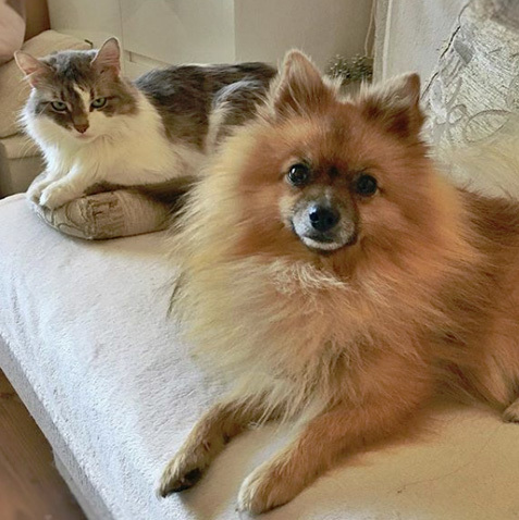 @reynardpom @reynardpom