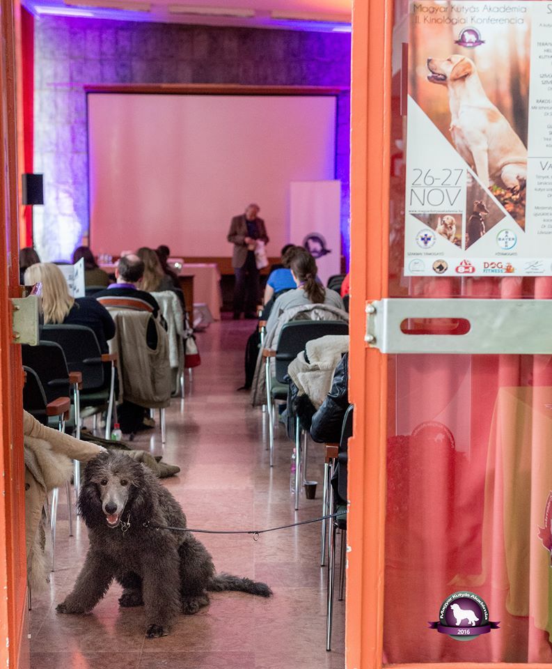 Pillanatkép a Magyar Kutyás Akadémiáról