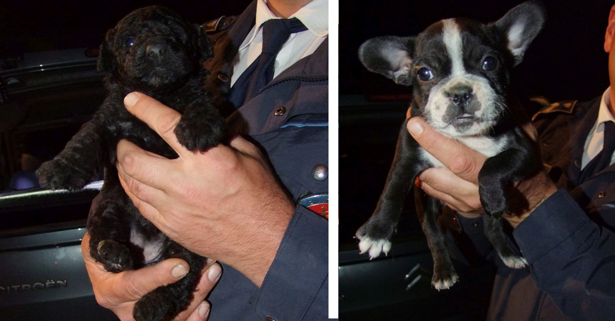 Csomagtartóba zsúfolva próbált kölyökkutyákat kicsempészni két férfi az országból