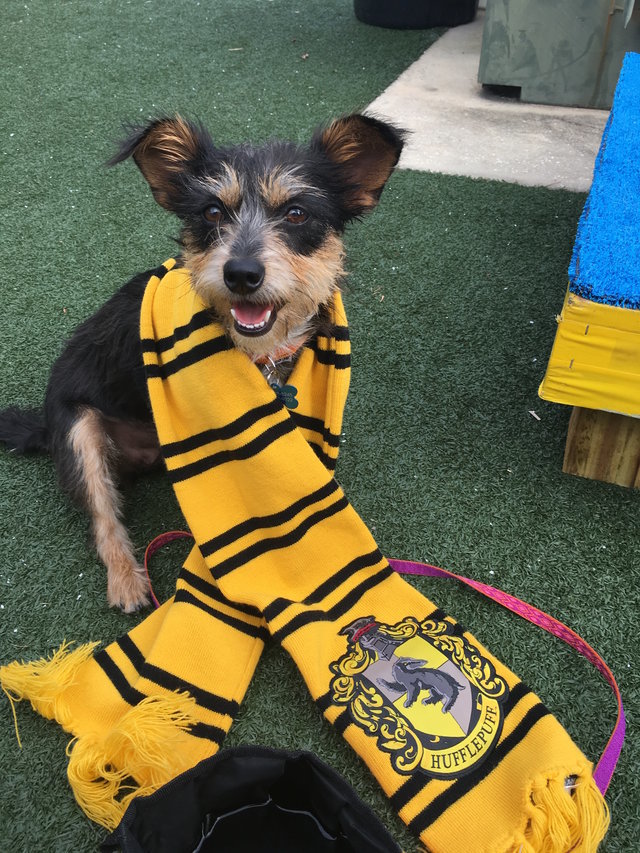 A roxforti házakba osztás sok kutyusnak segített gazdira találni