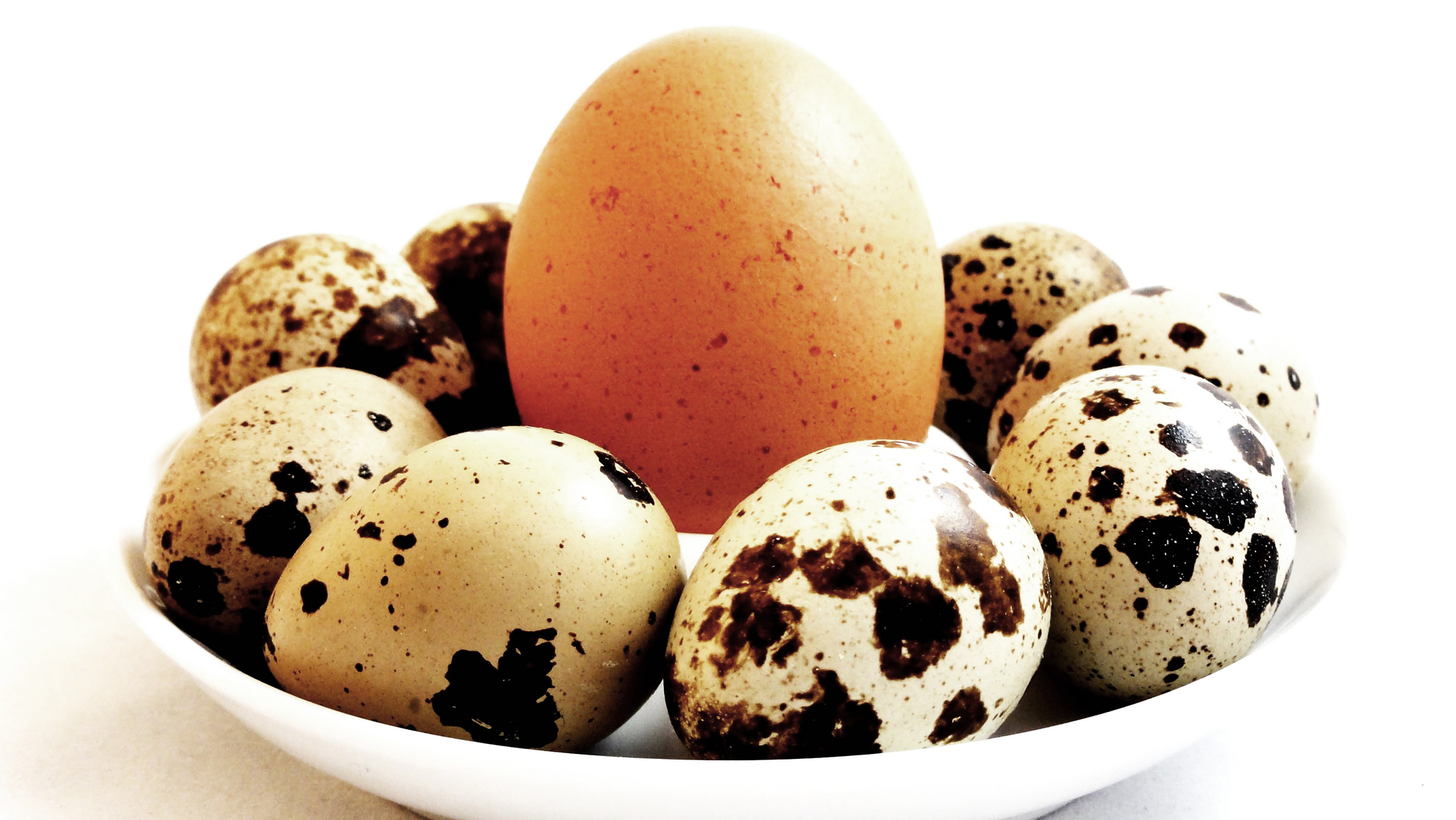 Friss tyúk- vagy fürjtojás: megfelelően adagolva sokat tesz a kutya egészségéért