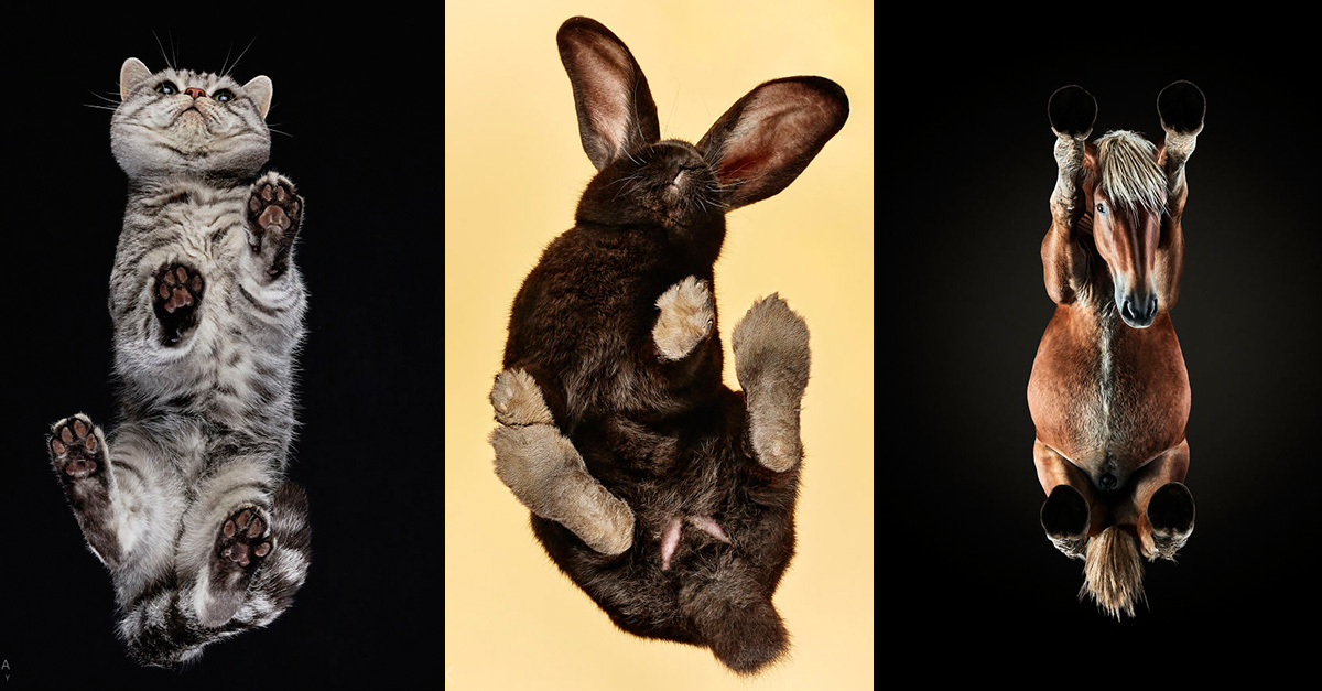 Macskák, nyulak és lovak szereplésével is készült fotósorozat