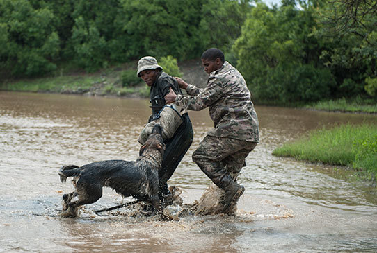 A kutyák segítségével könnyebben elkapják az orvvadászokat. 