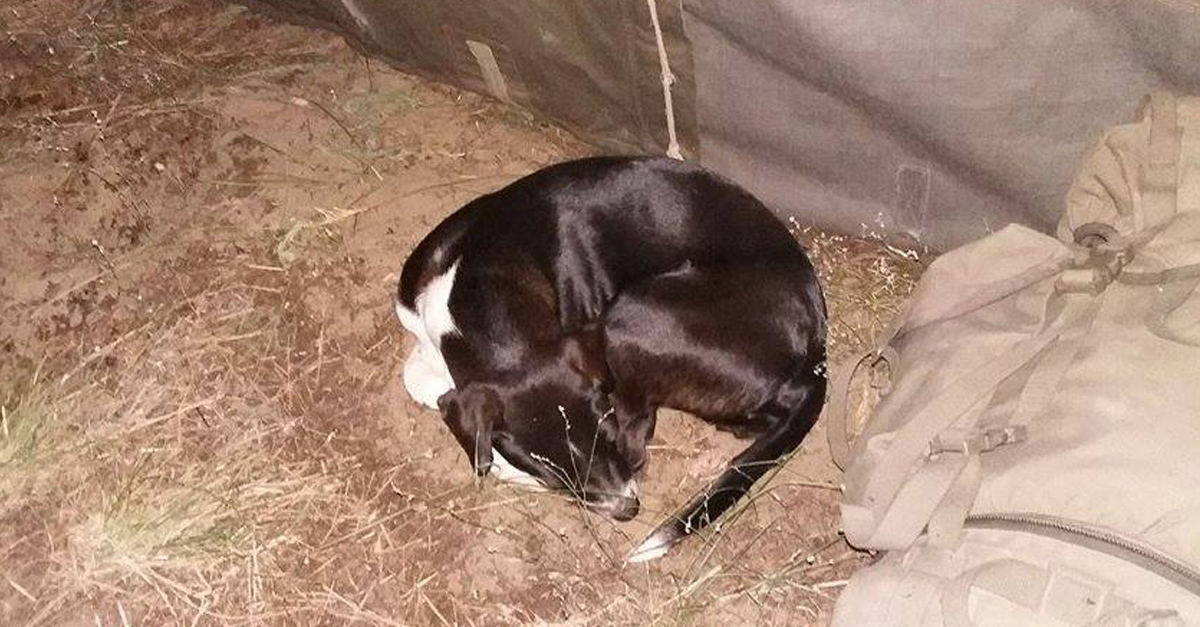 Kóbor kutyákon segítenek a határvédők, a Facebookos közösség pedig megszervezi a mentésüket, örökbeadásukat