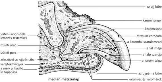 A karom felépítése
