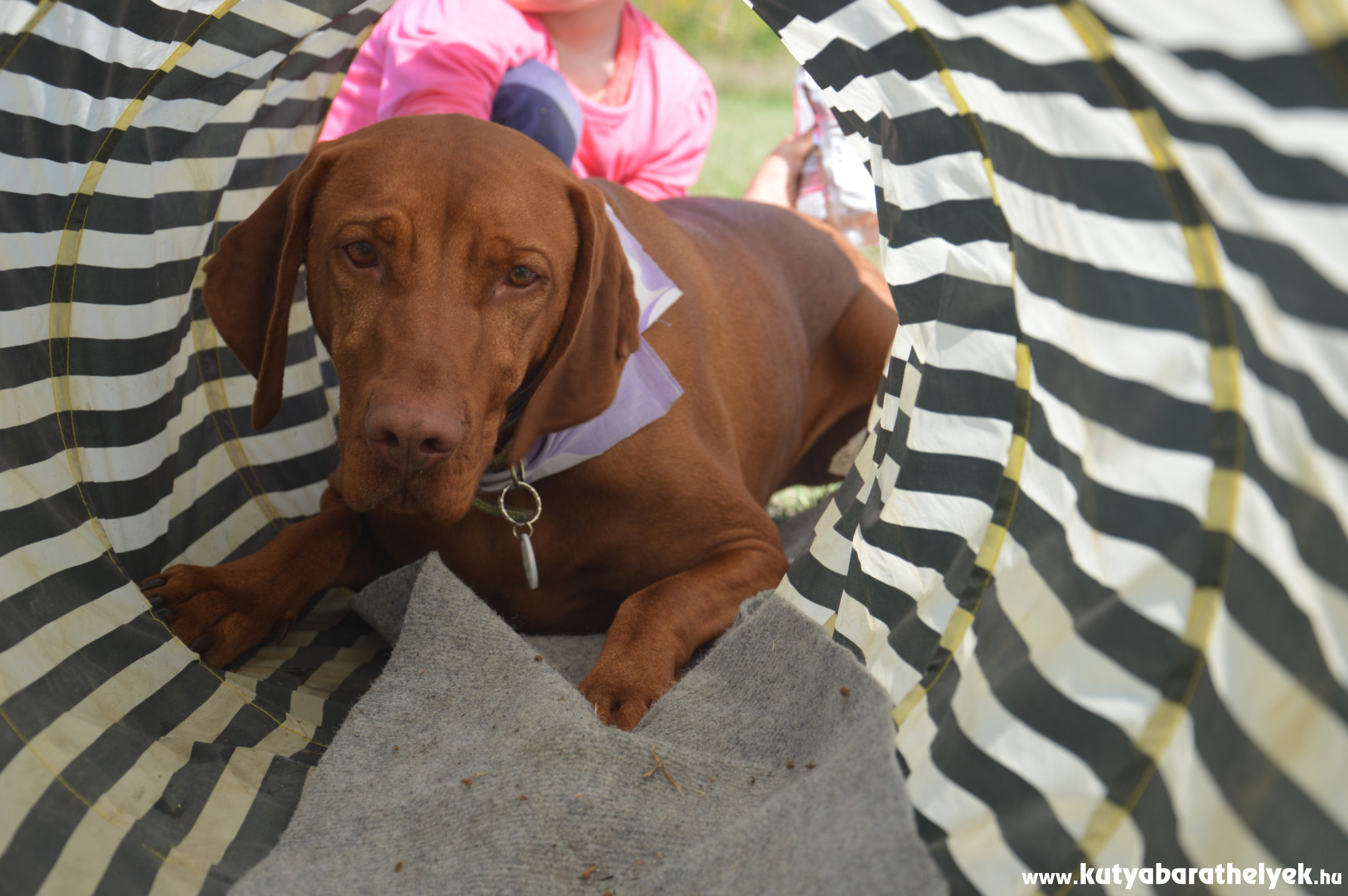 Az őszi Vizsla Túra Fesztiválon agility-vel is próbálkozhattak a vizslák