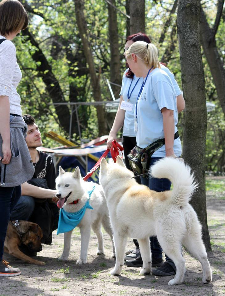 Kendő a huskyk, malamutok és egyéb fajtájú kutyák nyakában: ők keresnek gazdát