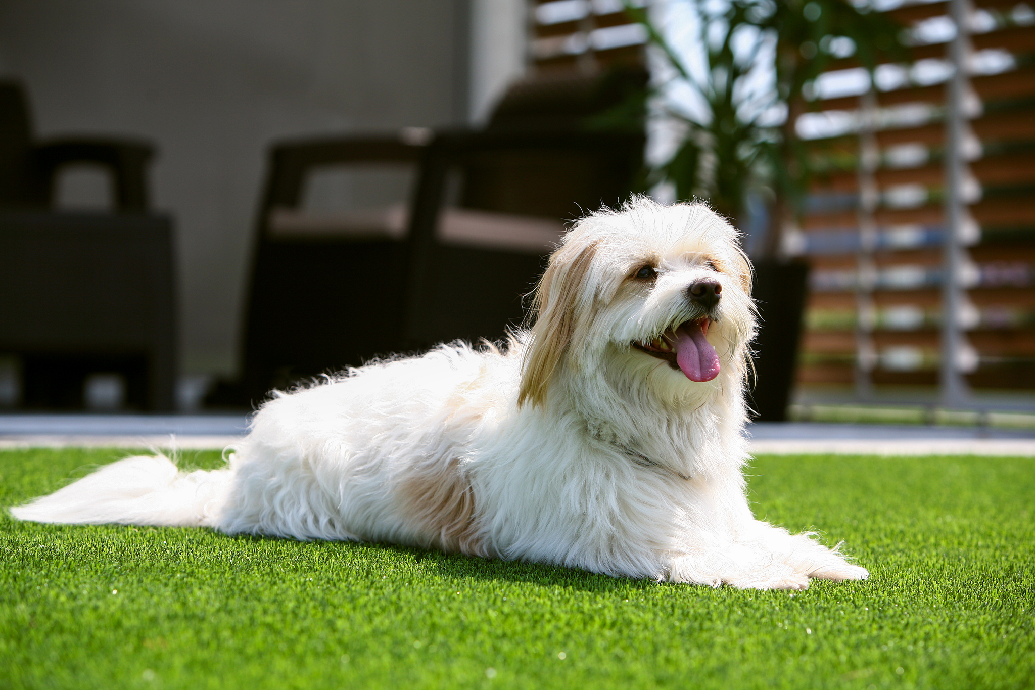 Hörbivel, a Holland Pázsit teszterével is találkozhattok