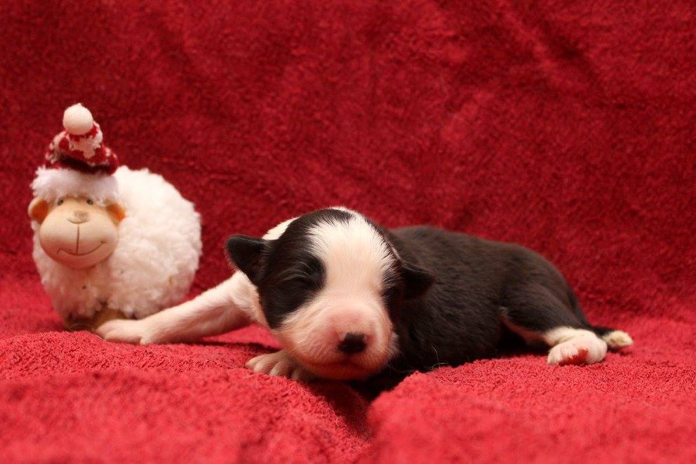 Már most fotogének a kölykök!