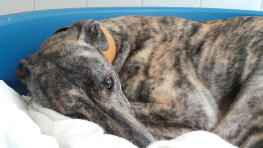 Jasper, az angol agár hihetetlenül sokat alszik