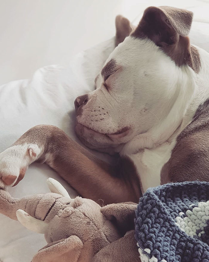Kár, hogy az ő arcán nem úgy tükröződik a boldogság, mint a többi kutyáén