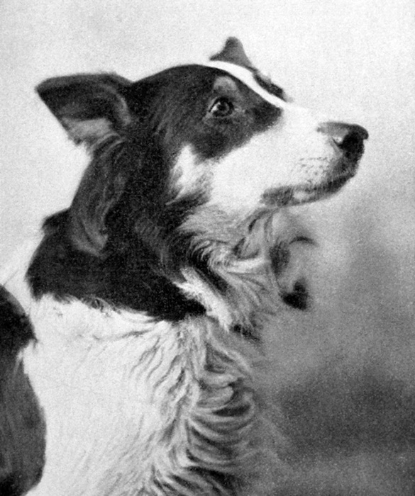 Kutyák a filmvásznon - Jean, a skót collie