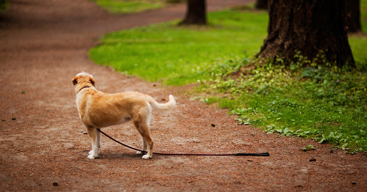 Elveszett kutya Elveszett kutya