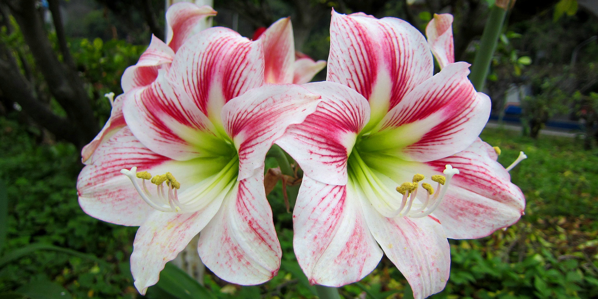 Amennyire népszerű, annyira veszélyes