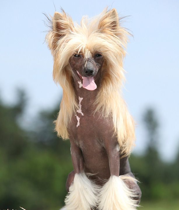 Hipoallergén kutyafajták - Kínai meztelen kutya