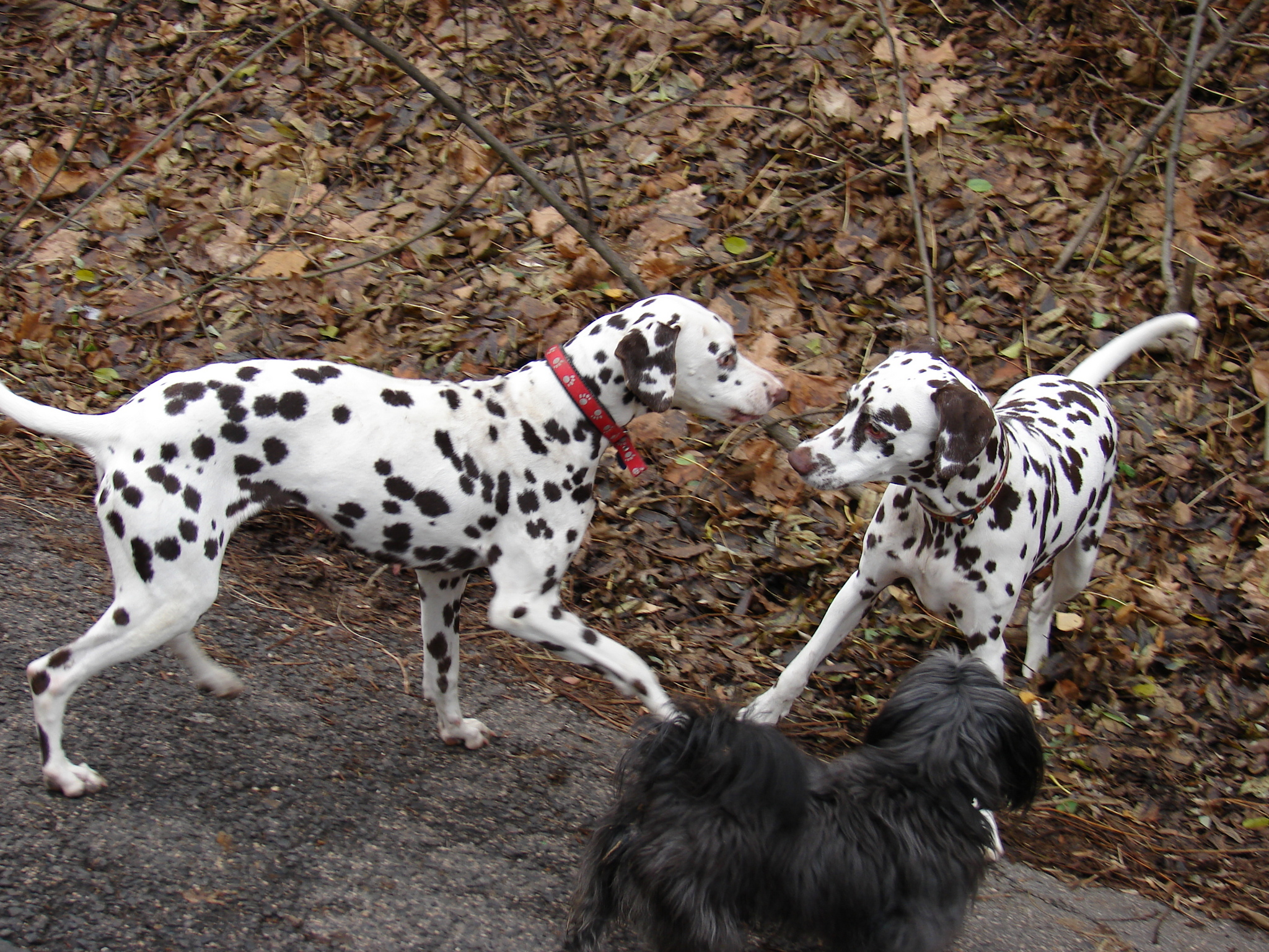Játék a kutya-társakkal - még egészségesen