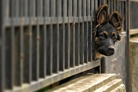 Ebzárlat idején fontos, hogy a kutya ne tudjon kiszökni tartási helyéről
