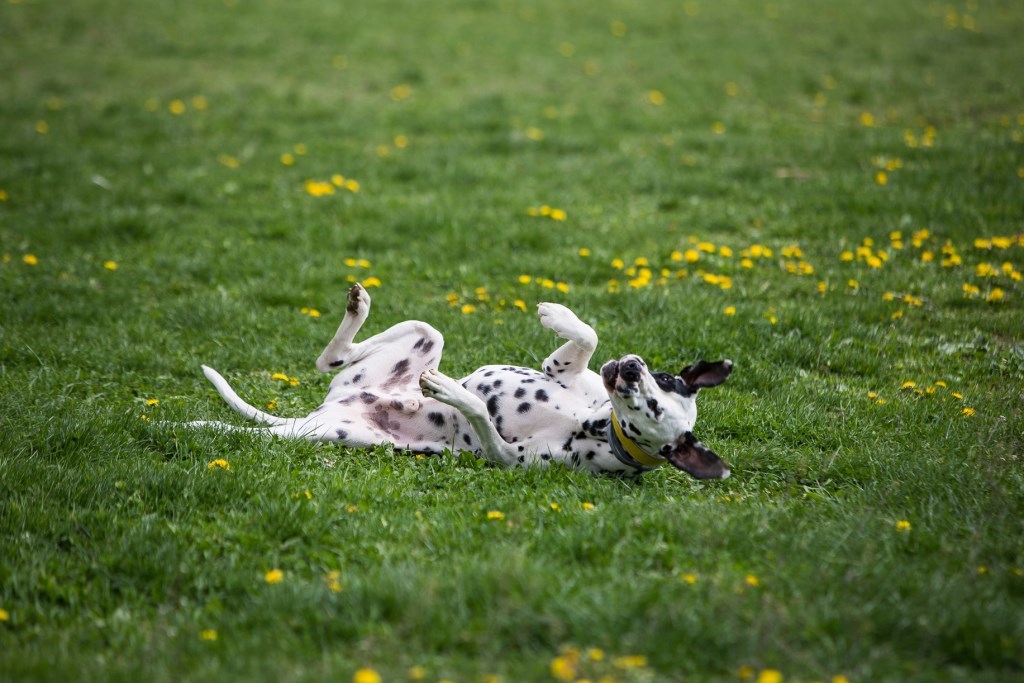 Dalmata Találkozó 2017 - Orion is boldogan hempergett a puha fűben