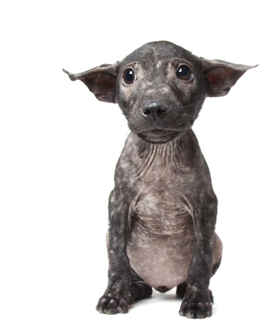 Bali Pip, a mentett kiskutya rühességben szenved