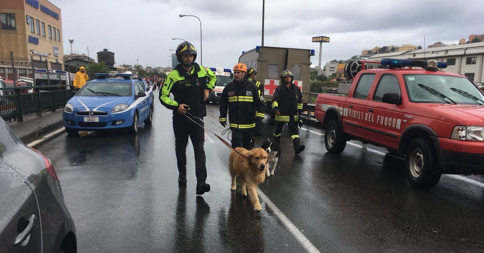 A romkutató kutyákkal azonnal megkezdték a terület átfésülését