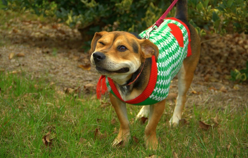 Furcsa jelenség kutyáknál, a fordított tüsszentés