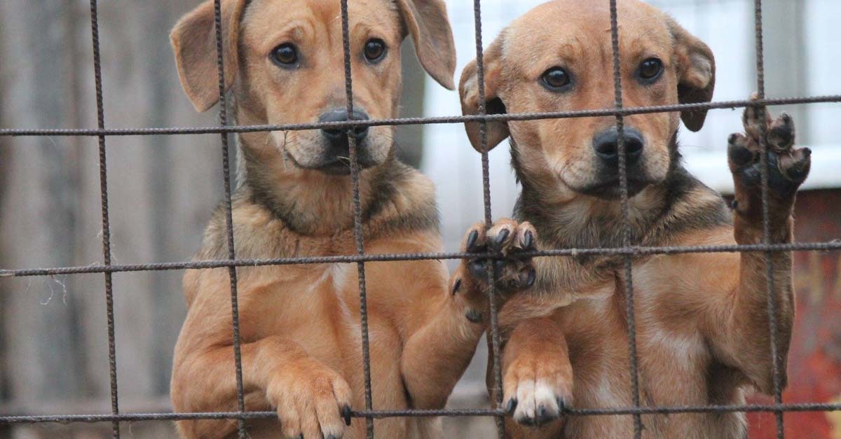 Idén virág helyett ajándékozz életet Valentin napon! 