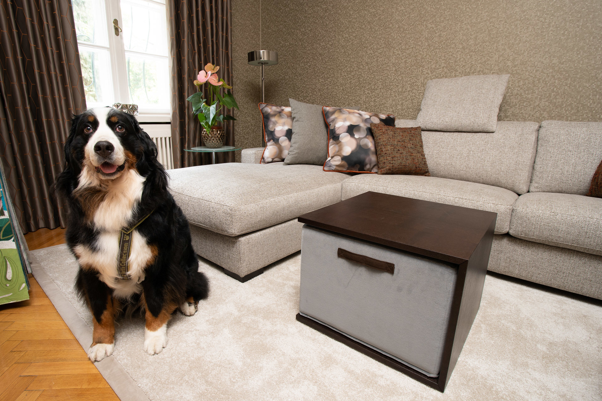 Kicsi vagy nagy, hosszú- vagy rövid szőr: a FibreGuard kollekció mellett nem kell a foltok miatt aggódnia a gazdinak