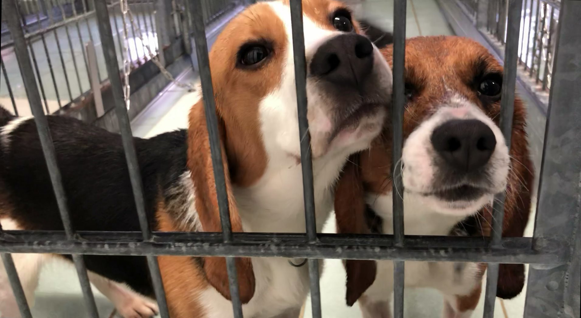 Körülbelül 200 állat menekülhetett meg az állatvédők közbelépésének hála