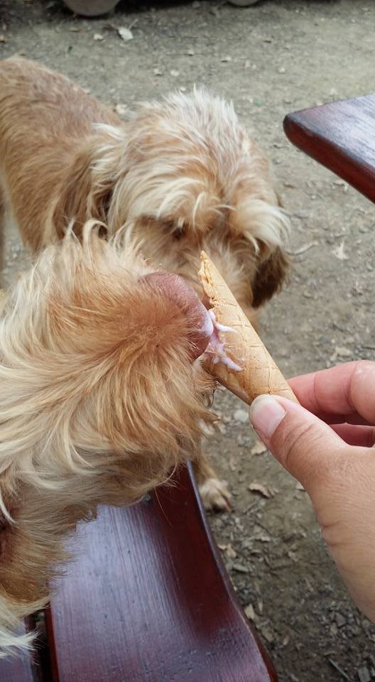 A vizslák is örültek a hűsítő fagylaltnak