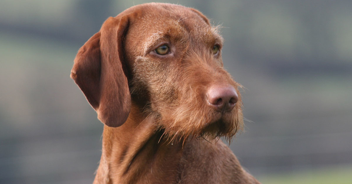 Drótszőrű magyar vizsla