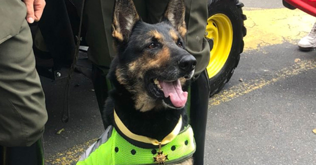 Sombra, a kolumbiai rendőrség kiváló drogkereső kutyája, aki ki is tüntettek munkájáért