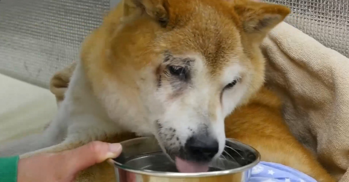 Az öreg kutyák megkapnak minden szükséges gondoskodást