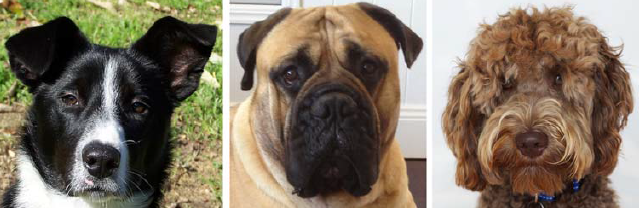 Melyik a legcukibb kutya? Pontozzunk!