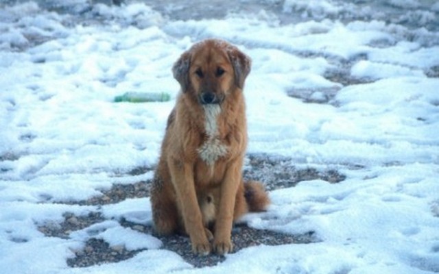 Hiába a vastag bunda, ha a kutyának nincs hova behúzódnia a fagy elől