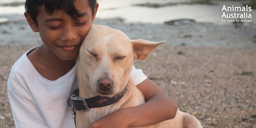 Balin betiltották a kutyahús-kereskedelmet
