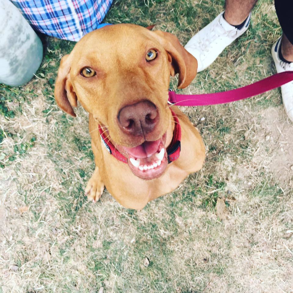 Leila, az Egyesület gazdikereső vizslája is ott lesz a Pikniken - talán pont Rád vár?