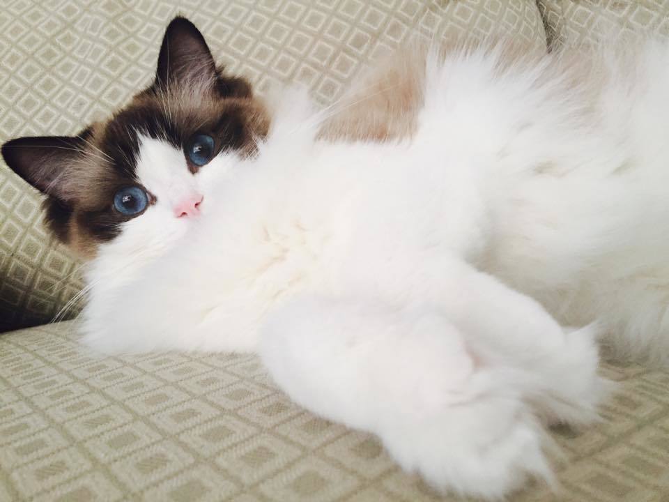 A cicások jobban kedvelik a beltéri tevékenységeket