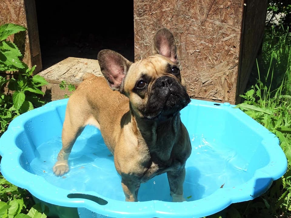 Hűsölést kínál a kutyáknak az osztrák bevásárlóközpont, míg gazdájuk vásárol