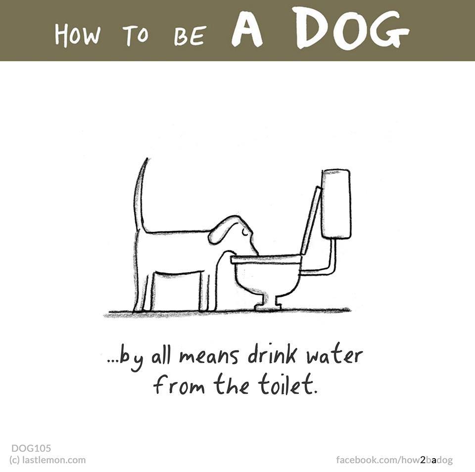 Igyál a WC-ből. Igyál a WC-ből.