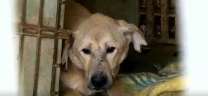 Nyomorúságos körülmények között éltek a kutyák