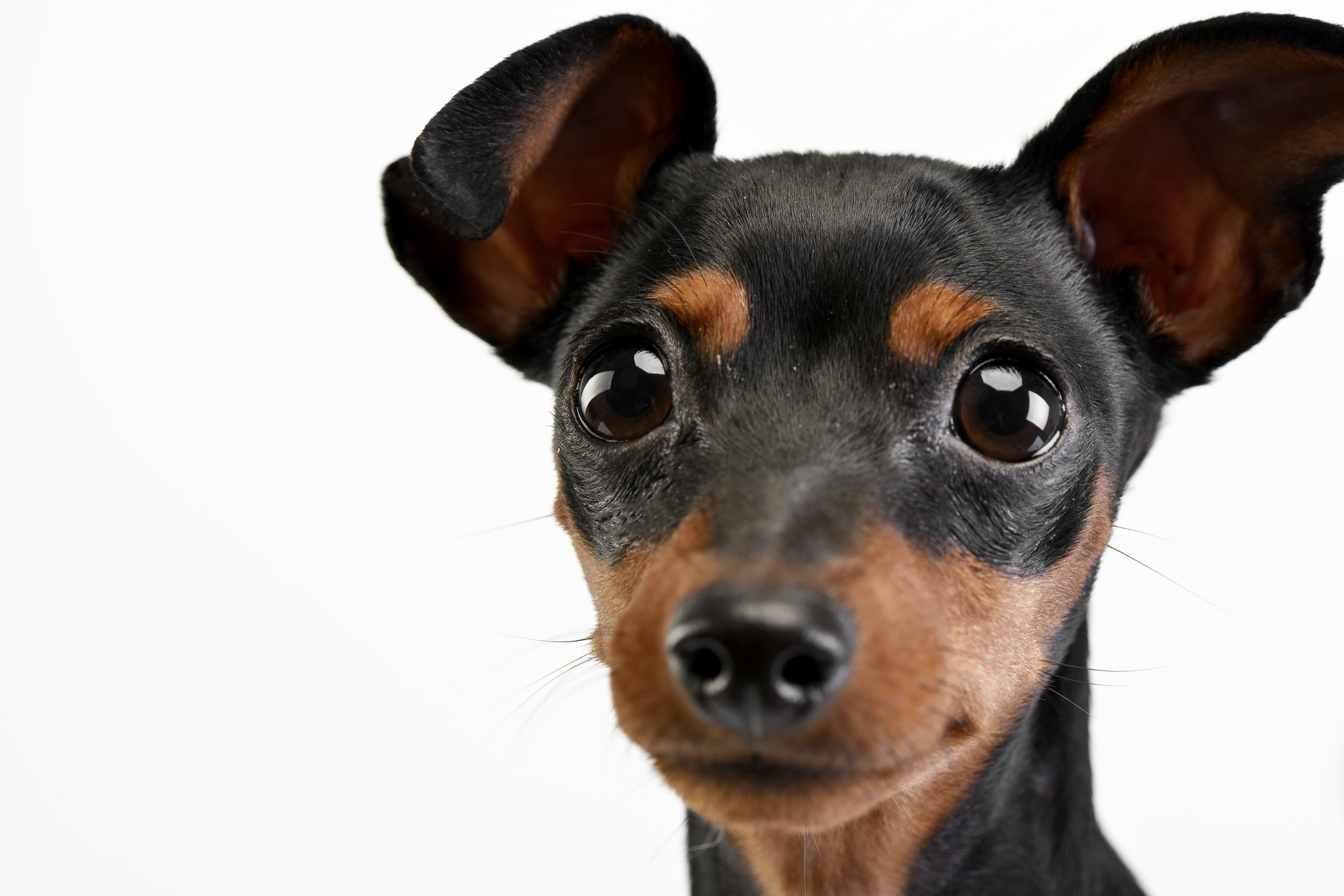 Csipet, Fanni kutyusa