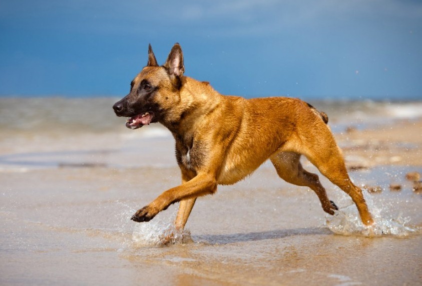 Kutyafajták futáshoz - Belga juhászkutya
