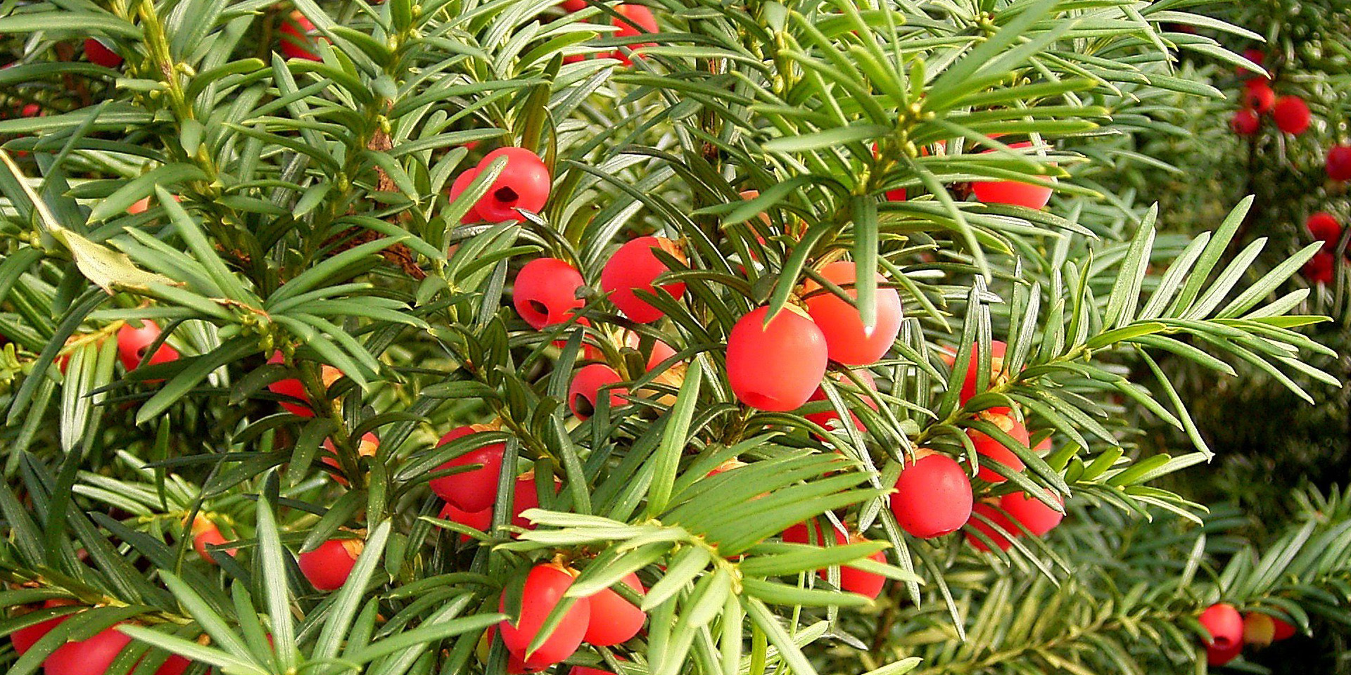 Minden része erősen mérgező