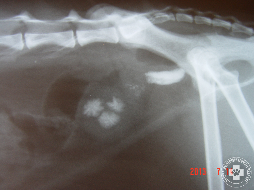 Húgykövesség kutyáknál